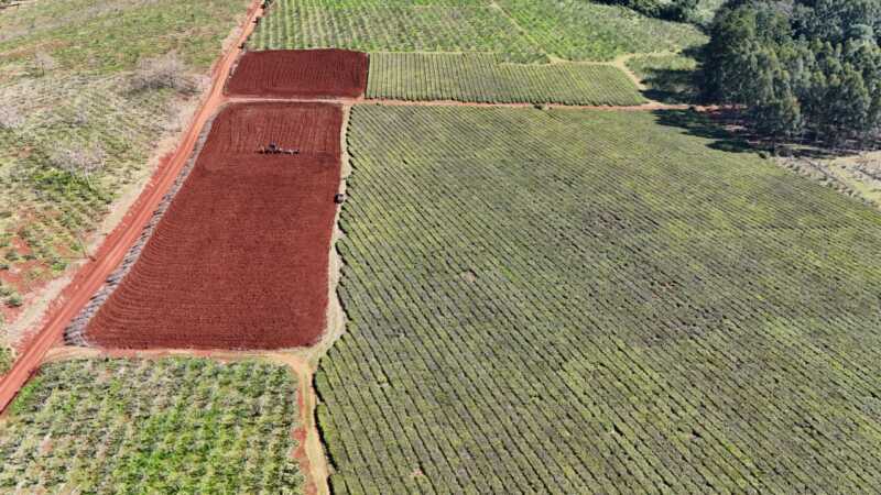 Por la crisis de precios, tealeros remueven plantaciones de hasta 80 años 2 té sergio paul