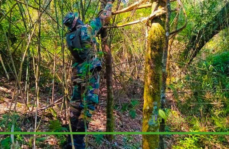 Refuerzan la vigilancia en el Parque Urugua-í contra la caza y la deforestación Urugua-í
