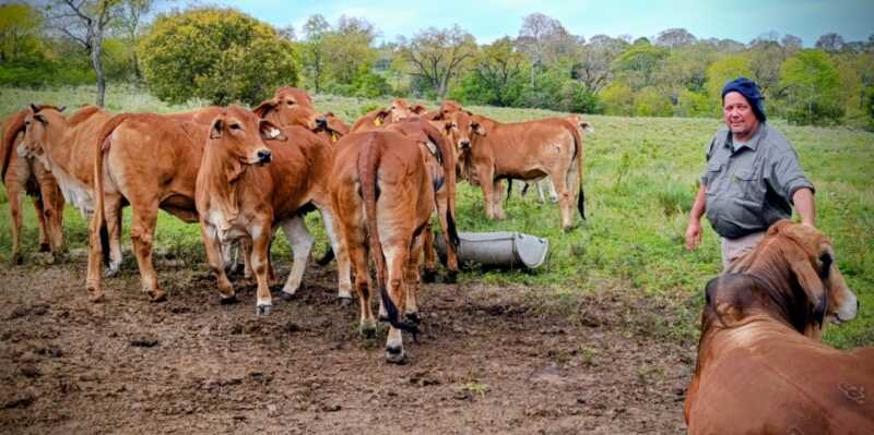 Misiones apuesta a la ganadería del futuro: Brahman colorado y búfalos como protagonistas 4 La combinación entre innovación, tradición y diversificación marca el rumbo del establecimiento.