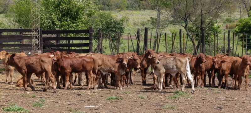 Misiones apuesta a la ganadería del futuro: Brahman colorado y búfalos como protagonistas 6 estancia la sonada114 - 5