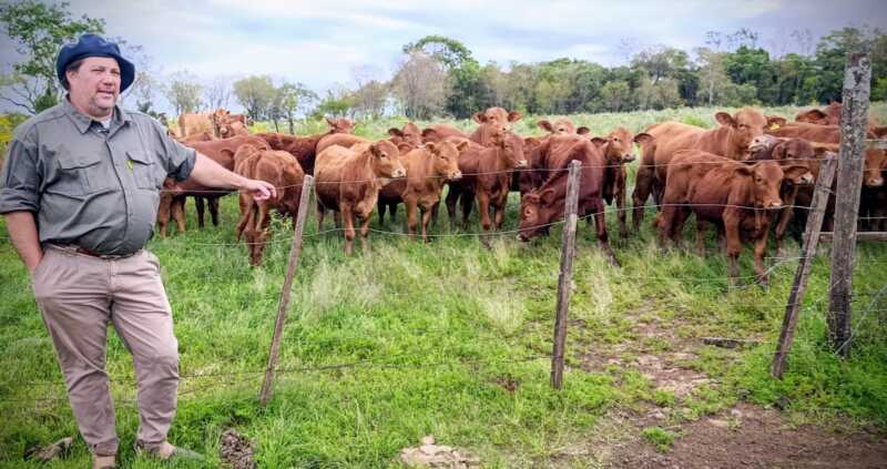 Misiones apuesta a la ganadería del futuro: Brahman colorado y búfalos como protagonistas En la Estancia La Soñada se cría Brahman Colorado, una raza adaptada al clima misionero y reconocida por su calidad genética.
