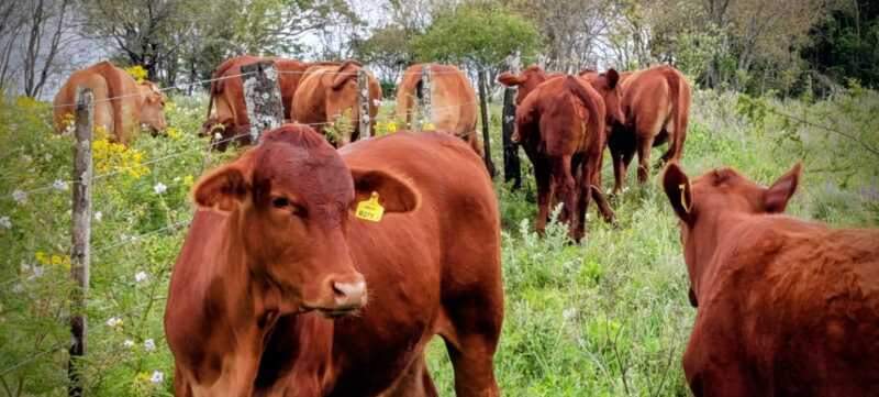 Misiones apuesta a la ganadería del futuro: Brahman colorado y búfalos como protagonistas 3 La genética de avanzada y el manejo reproductivo son claves para el mejoramiento del rodeo bovino en Misiones.