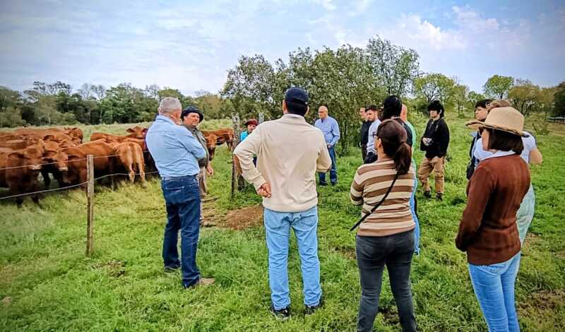 Misiones apuesta a la ganadería del futuro: Brahman colorado y búfalos como protagonistas 12 Diversificación productiva: apicultura, piscicultura y ganadería forman parte de la estrategia de La Soñada.