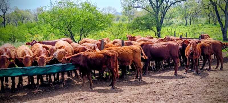 Misiones apuesta a la ganadería del futuro: Brahman colorado y búfalos como protagonistas 2 La genética de avanzada y el manejo reproductivo son claves para el mejoramiento del rodeo bovino en Misiones.