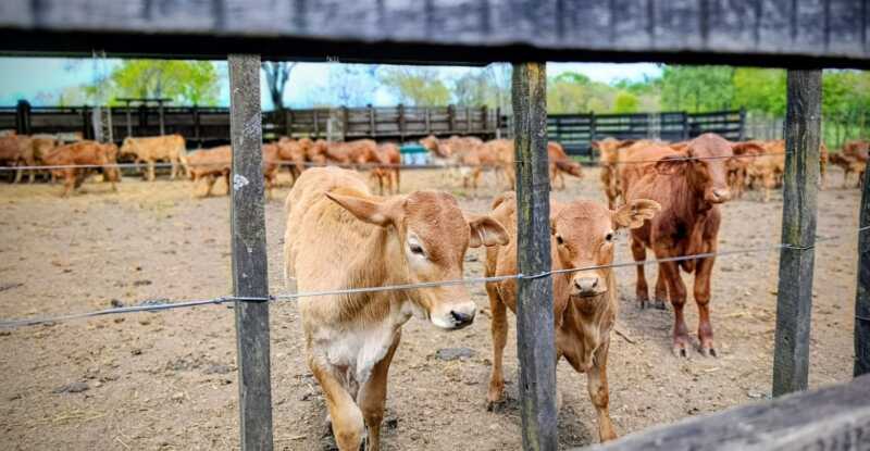 Misiones apuesta a la ganadería del futuro: Brahman colorado y búfalos como protagonistas 8 Se busca consolidar a Misiones como un polo de producción de una ganadería sustentable y consciente con el ambiente.