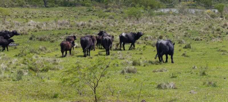 Misiones apuesta a la ganadería del futuro: Brahman colorado y búfalos como protagonistas 11 estancia la sonada19 - 10