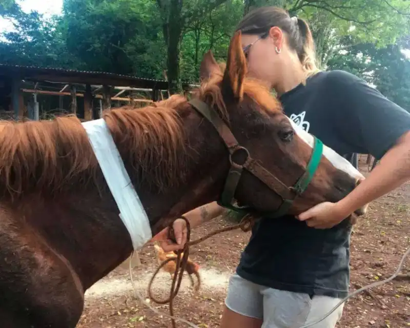 Avanza la creación del primer Juzgado de Protección Animal en Misiones 5 libre relincho - 4