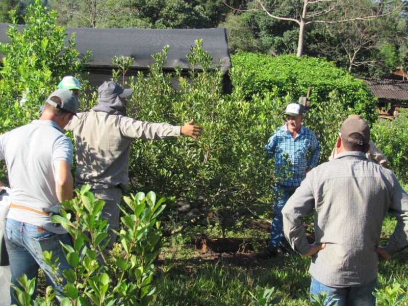 yerba mate - política agrarias misiones