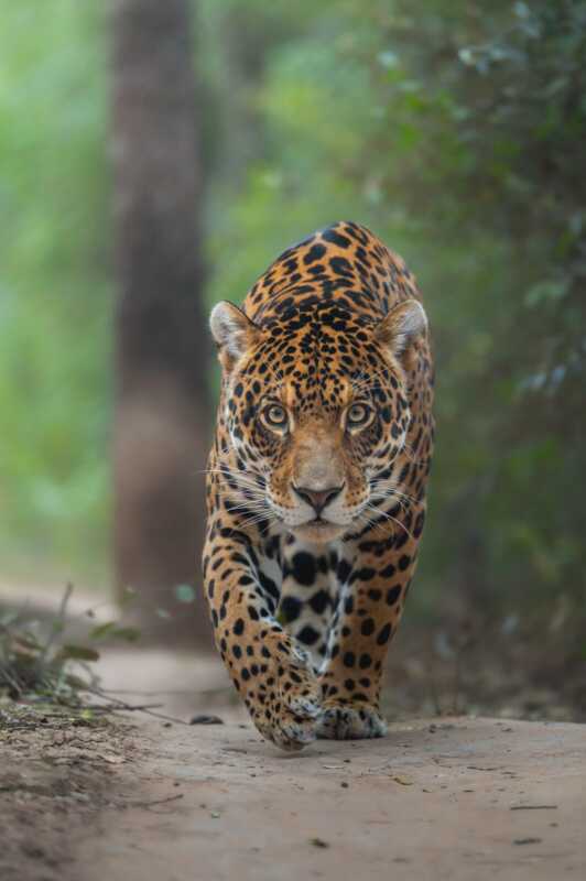 Rewilding Argentina confirmó el nacimiento de una nueva cría de yaguareté en Iberá. La población silvestre ya alcanza los 50 ejemplares.