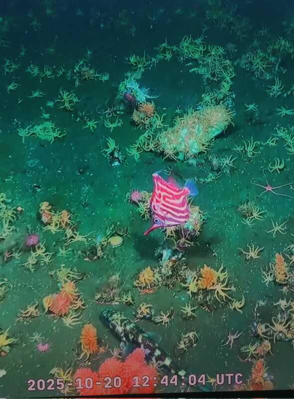 El Talud Continental revela su biodiversidad: así es el ecosistema oculto de la Patagonia 11 Entre cañones y corrientes: cómo el océano de la Patagonia alimenta la vida del planeta