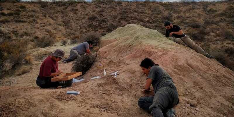 Nuevo streaming científico: CONICET explora el desierto patagónico en busca de especies de dinosaurios 2 conicet expedición
