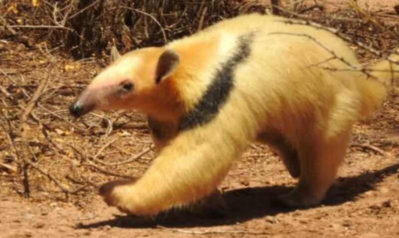 oso melero 1 - 1