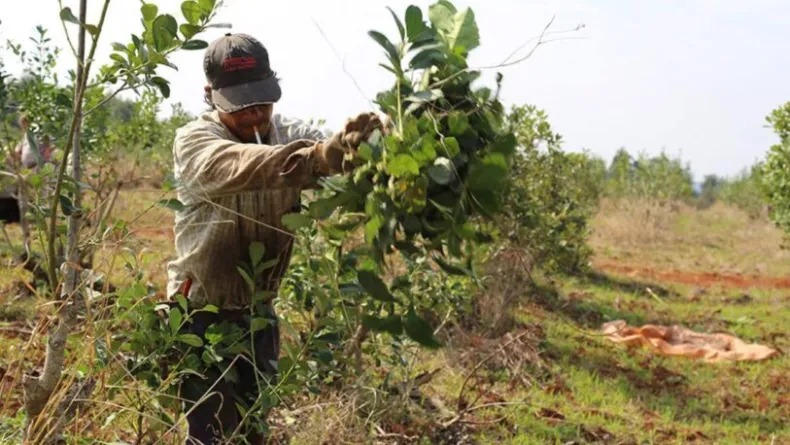 políticas agrarias Bruera FARM