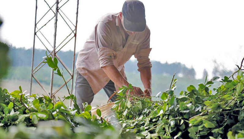 Misiones apuesta a la diversificación productiva ante la crisis yerbatera