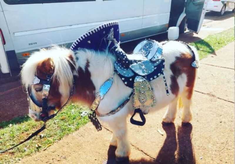 Protección animal: Apóstoles prohíbe las actividades lucrativas con animales 2 Apóstoles