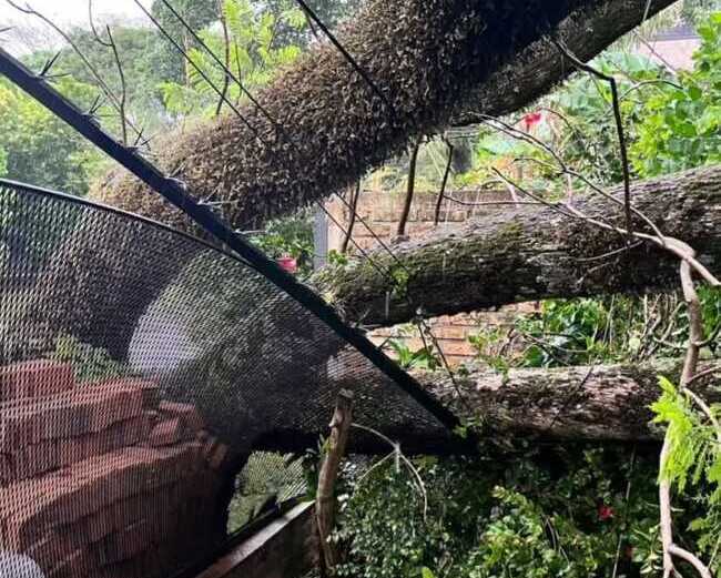 Imagen de WhatsApp 2025 11 16 a las 18.30.01 8c398f81 e1763337515279 - 2