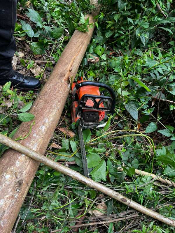 Puerto Libertad: cayeron dos hombres por tala ilegal en un predio forestal 2 Puerto Libertad