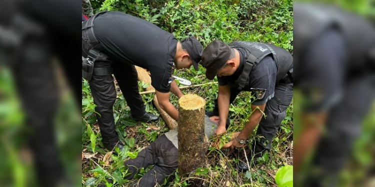 Puerto Libertad: cayeron dos hombres por tala ilegal en un predio forestal Puerto Libertad