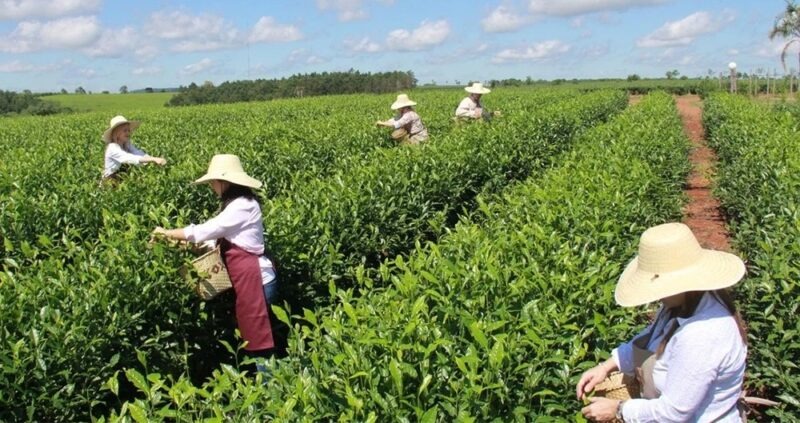 La CoProTé volverá a reunirse para revisar el precio del té 3 WhatsApp Image 2025 11 11 at 07.33.57 1 - 2