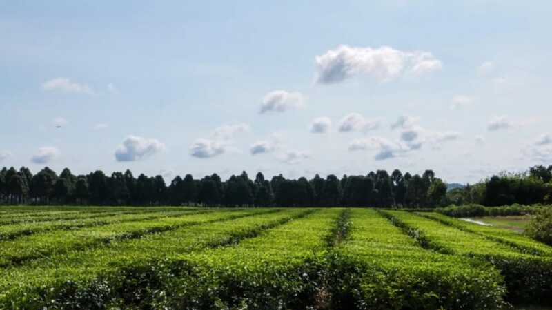 La CoProTé volverá a reunirse para revisar el precio del té Te