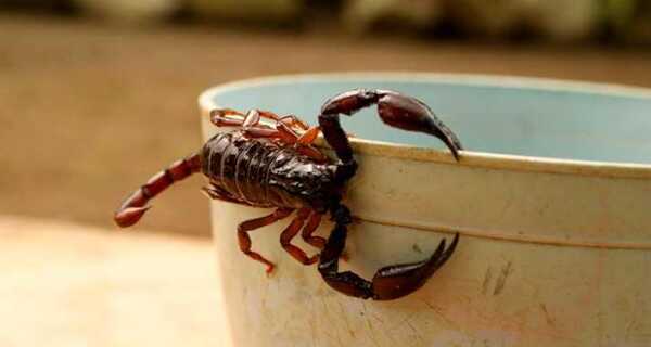alacranes - 2