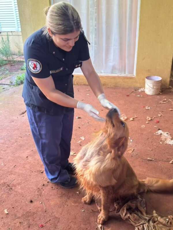 Maltrato animal en barrio Terrazas: la Policía encontró un perro muerto y otro en estado crítico 1 animal