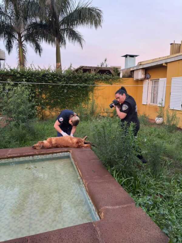 Maltrato animal en barrio Terrazas: la Policía encontró un perro muerto y otro en estado crítico La iniciativa también apunta a desalentar el abandono, la negligencia y prácticas como el uso de pirotecnia que afectan gravemente a los animales.