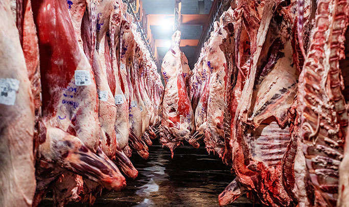 La carne argentina para exportación llegó al valor más alto en 40 años, durante el primer trimestre 2 La industria frigorífica enfrenta un contexto de menor oferta ganadera, caída productiva y fuerte presión del mercado internacional sobre la cadena de la carne vacuna.