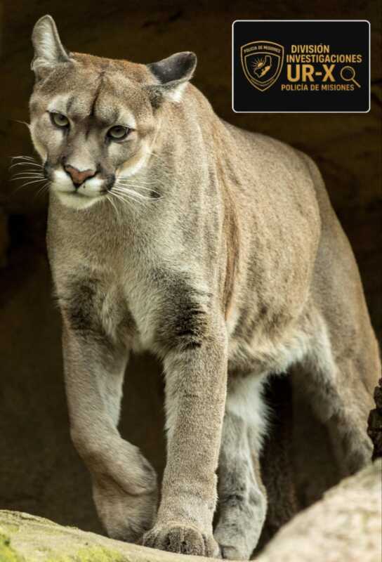 Indigante hallazgo: mataron un puma en peligro de extinción y guardaron el cuero como trofeo 4 puma - 3