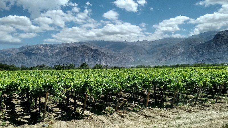 Del vino a la yerba: economías distintas y un futuro de concentración y desprotección, advierten 5 Cada 24 de noviembre, el país brinda por su Bebida Nacional: el vino, símbolo de tradición, paisaje y trabajo en las 16 provincias productoras.