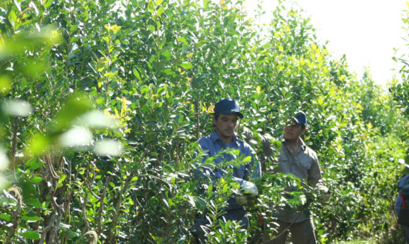Maciel remarcó que la regulación del sector es necesaria para garantizar la continuidad de los pequeños productores.
