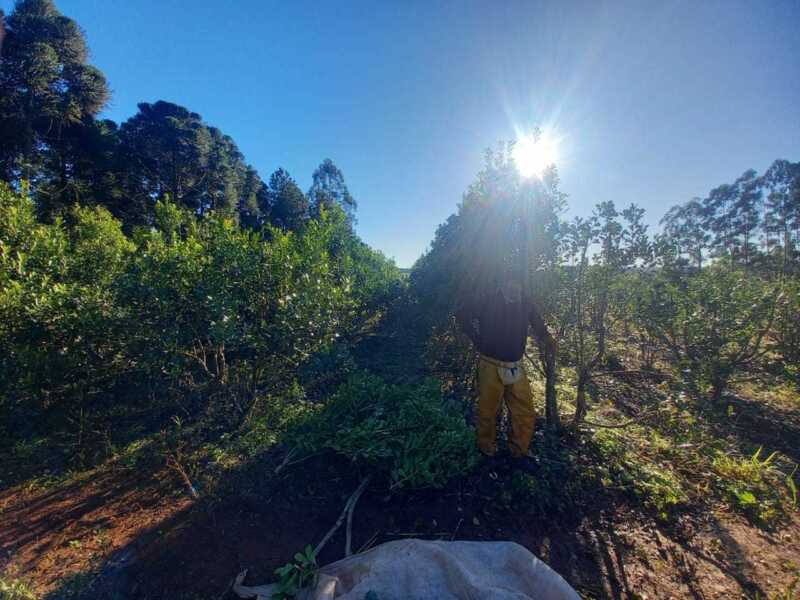La libertad del mercado, la pérdida del colono: La motosierra llegó al yerbal 4 El experimento de desregulación sobre la yerba mate se siente en el territorio: productores endeudados, obreros que emigran y una economía regional en jaque.