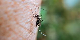 Posadas intensifica operativos de prevención del dengue en barrios 3 Posadas despliega operativos barriales para prevenir el dengue