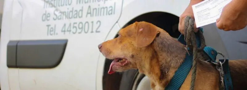 IMUSA refuerza operativos de cuidado animal en barrios de Posadas 2 IMUSA