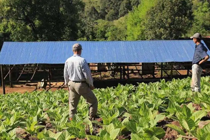 Misiones tabaco