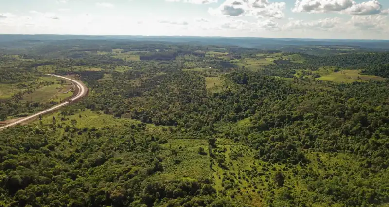 Misiones redujo un 18% la deforestación y alcanzó el nivel más bajo de su historia Misiones