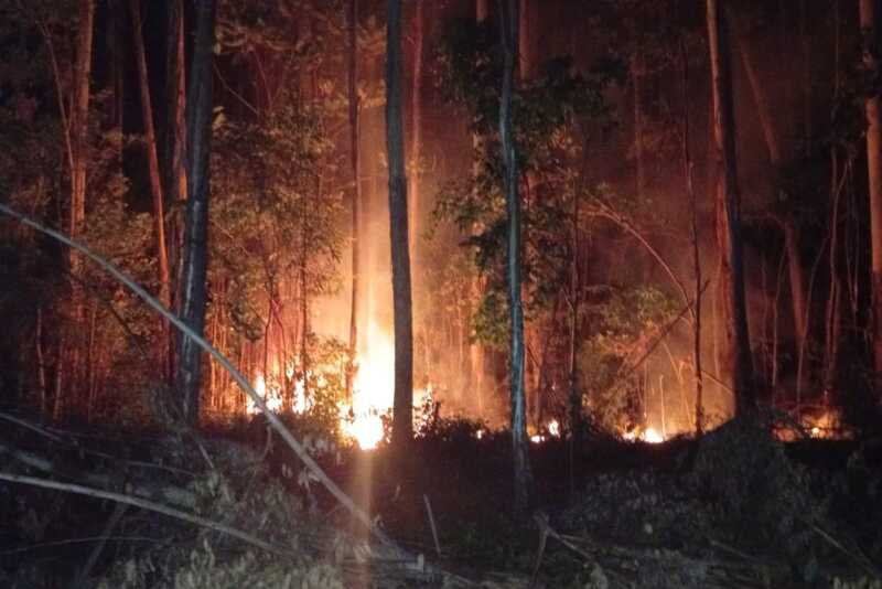 incendio forestal - 4