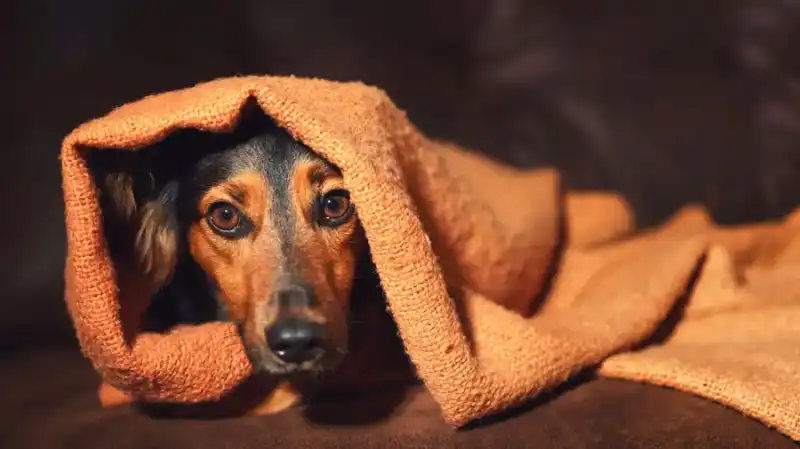Mascotas y frío: cómo cuidarlas en el clima cambiante de Misiones 4 Entre la humedad y las variaciones térmicas, el invierno misionero impacta en la salud animal.