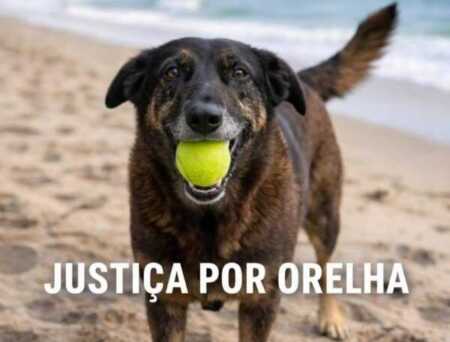 Caso Orelha en Praia Brava: maltrato animal, coacción y una comunidad en shock 621810465 3914549882012264 2737037137299154065 n e1769458325720 - 3