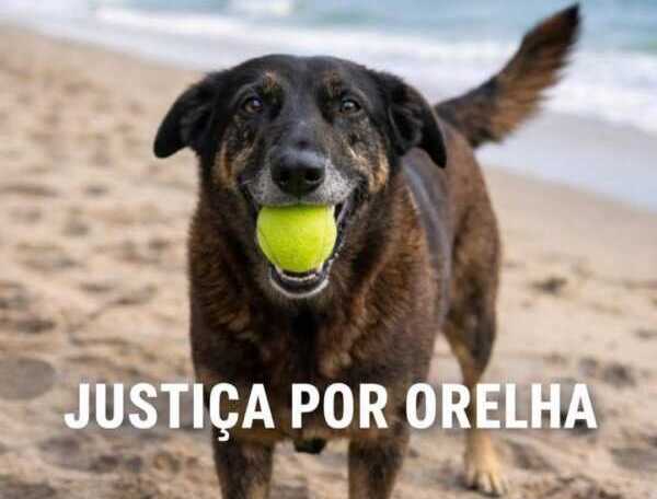 Caso Orelha en Praia Brava: maltrato animal, coacción y una comunidad en shock 621810465 3914549882012264 2737037137299154065 n e1769458325720 - 1