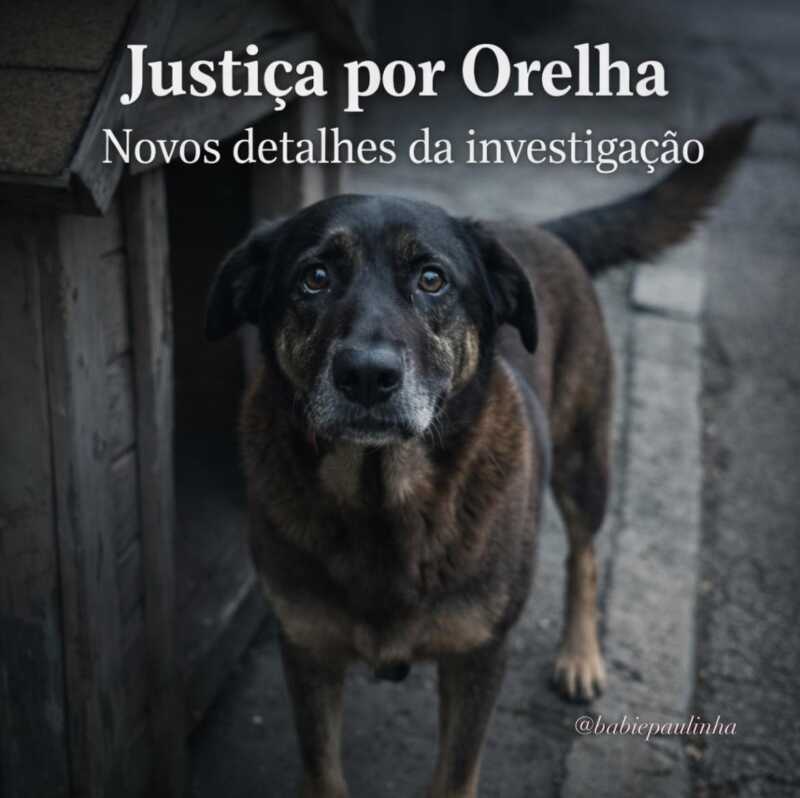 Caso Orelha en Praia Brava: maltrato animal, coacción y una comunidad en shock 2 Avanza la causa por maltrato animal tras la muerte del perro comunitario Orelha