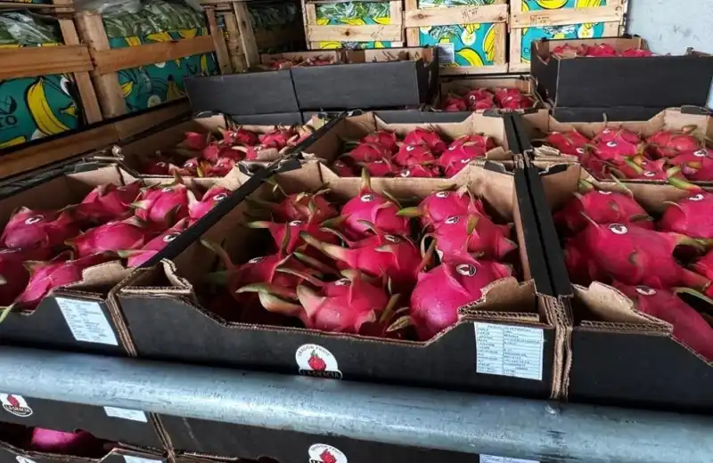 Paraguay logró un hito histórico: exportó por primera vez pitahaya a Uruguay 4 Pitahya San Pedro - 3