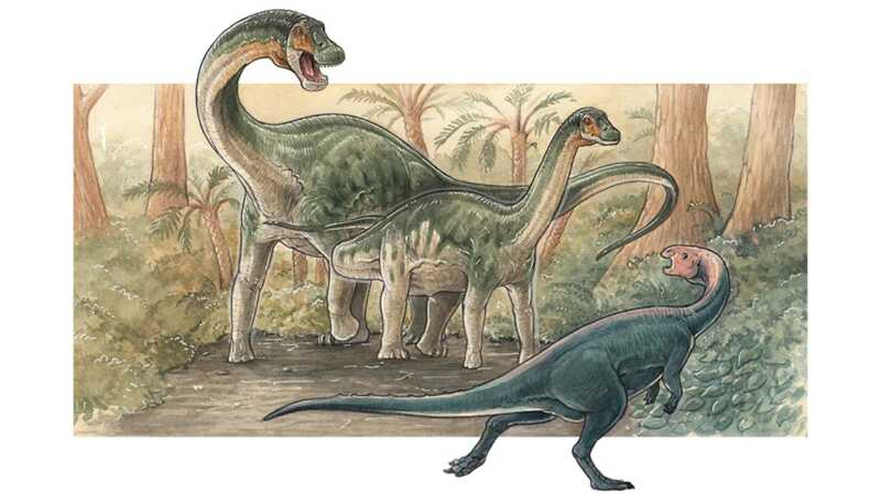 Descubrieron en Neuquén una nueva especie de dinosaurio saurópodo 3 WhatsApp Image 2026 01 14 at 09.21.27 2 - 2