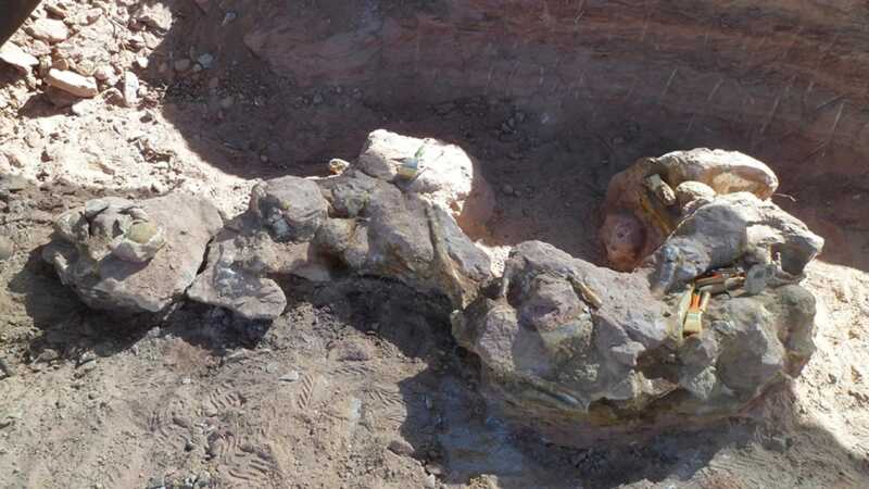 Descubrieron en Neuquén una nueva especie de dinosaurio saurópodo 5 WhatsApp Image 2026 01 14 at 09.21.27 - 4