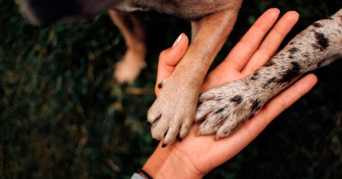 Detienen a un hombre en San Ignacio por arrastrar a un perro en plena vía pública 3 adopción animal
