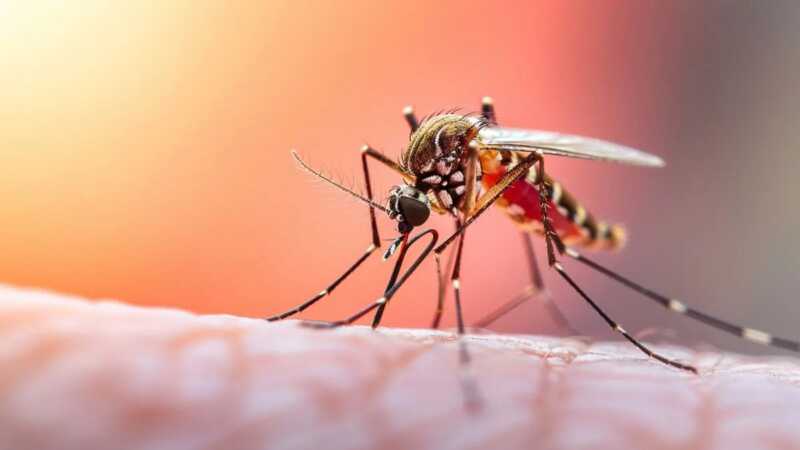 La presencia del Aedes aegypti impulsa el aumento de casos de chikungunya en distintas regiones del país.