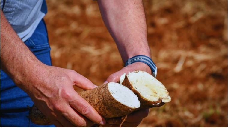 mandioca inta misiones