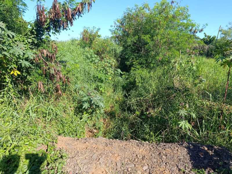 Barrio Aeroclub: reclaman mantenimiento de espacios verdes ante el avance de mosquitos y temor al dengue 9 pastizal aeroclub2 - 8