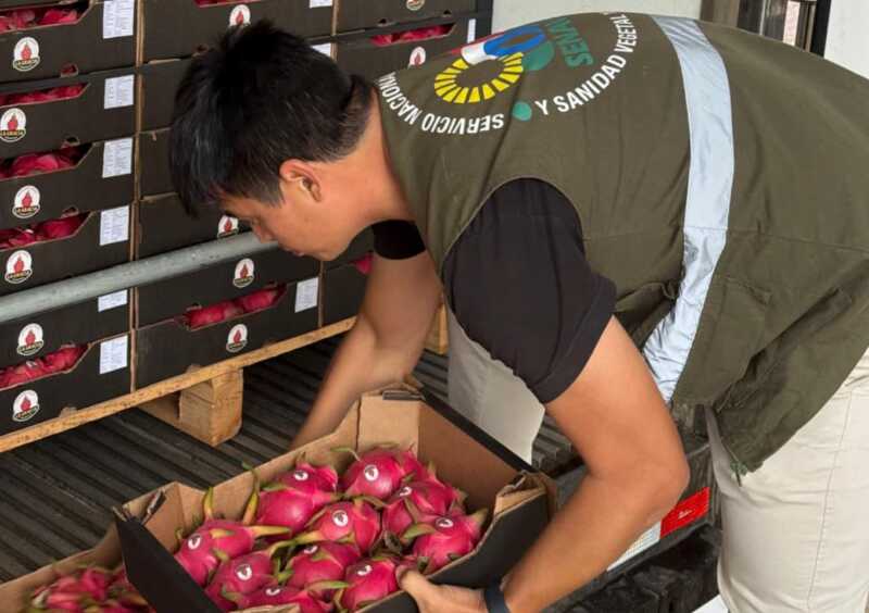 Paraguay logró un hito histórico: exportó por primera vez pitahaya a Uruguay paraguay pitahaya