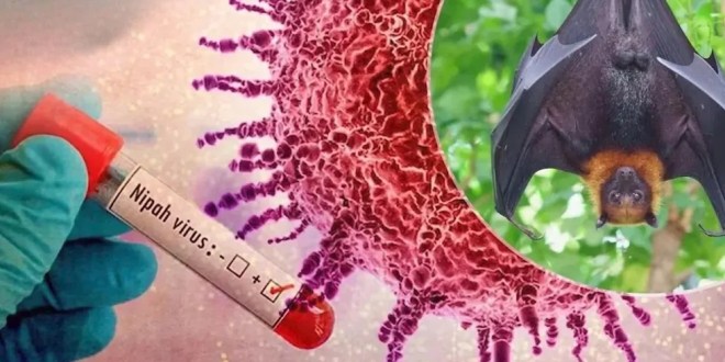 Virus Nipah: qué es, cómo se transmite y por qué preocupa 1 virus